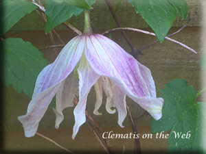 Clematis photograph