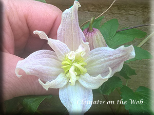 Clematis photograph