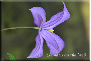 Clematis photograph