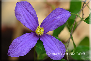 Clematis photograph