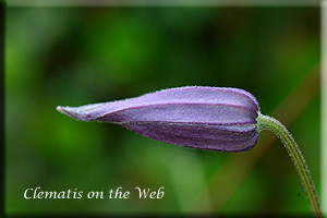 Clematis photograph