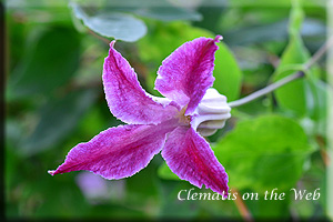 Clematis photograph