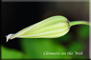 Clematis photograph