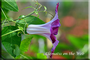 Clematis photograph