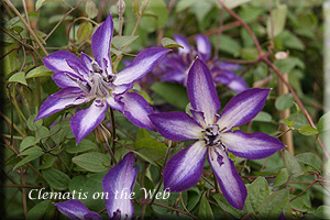 Clematis photograph