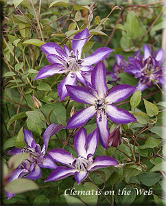 Clematis photograph