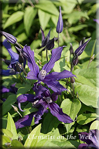 Clematis photograph