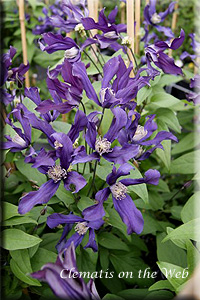 Clematis photograph