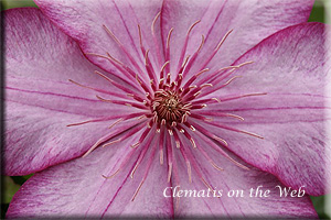 Clematis photograph