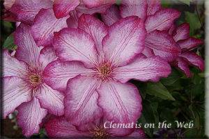 Clematis photograph