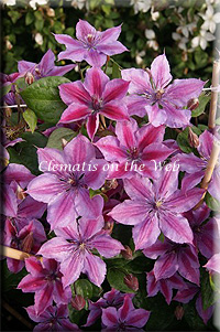 Clematis photograph