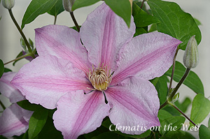 Clematis photograph