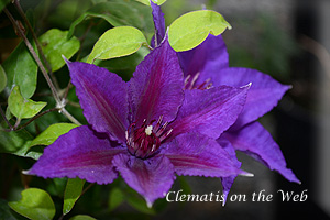 Clematis photograph