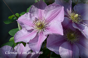 Clematis photograph