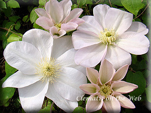 Clematis photograph