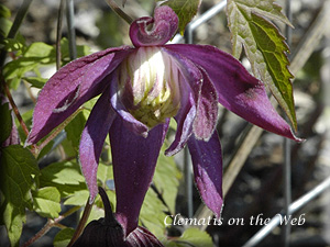 Clematis photograph