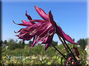 Clematis photograph