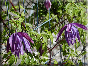 Clematis photograph