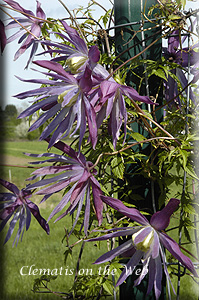 Clematis photograph