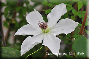 Clematis photograph