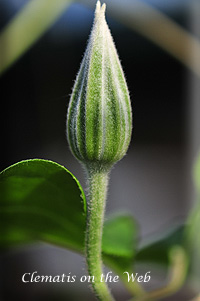 Clematis photograph