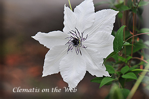 Clematis photograph