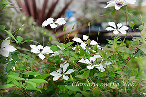 Clematis photograph