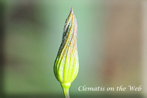 Clematis photograph