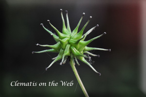 Clematis photograph