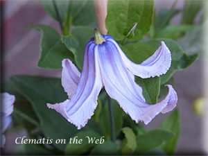 Clematis photograph