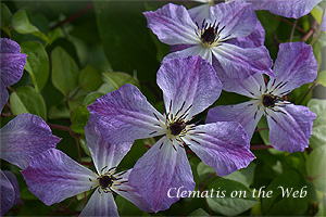 Clematis photograph