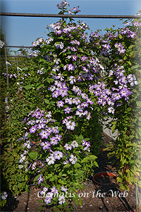 Clematis photograph