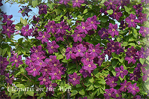 Clematis photograph