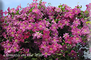 Clematis photograph