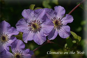 Clematis photograph