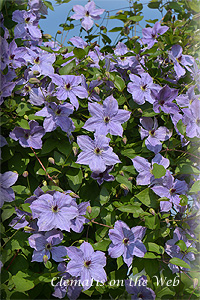 Clematis photograph