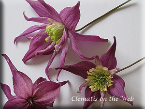 Clematis photograph