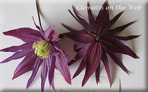 Clematis photograph