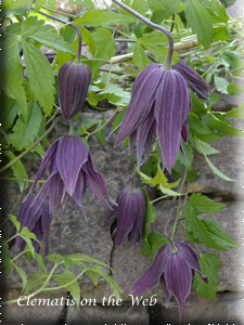 Clematis photograph