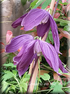 Clematis photograph