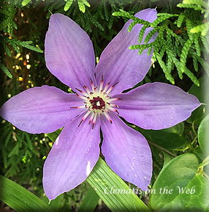 Clematis photograph