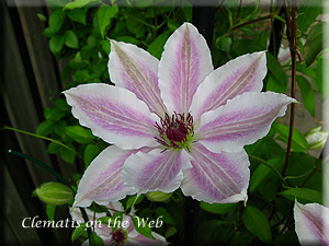 Clematis photograph