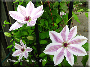 Clematis photograph