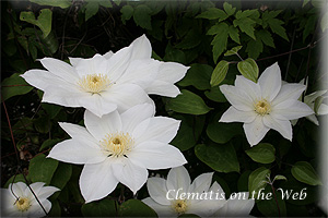 Clematis photograph