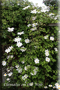 Clematis photograph