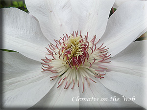 Clematis photograph