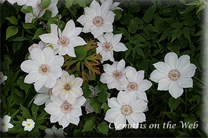 Clematis photograph