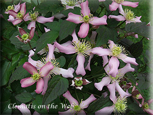 Clematis photograph