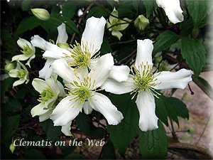 Clematis photograph