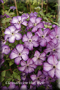 Clematis photograph